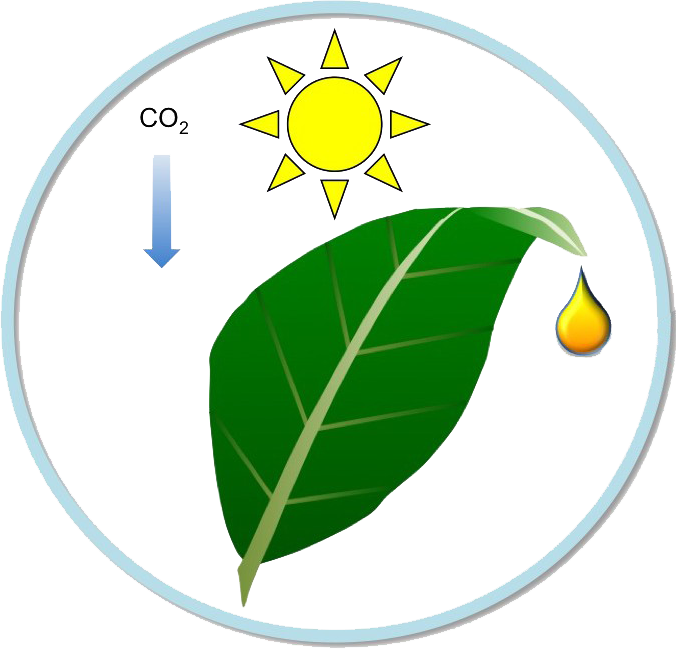 Improvement Of Bioenergy Production - Circle Clipart (676x649), Png Download