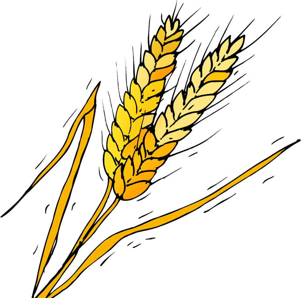 Barley - Phragmites Clipart (1000x1000), Png Download