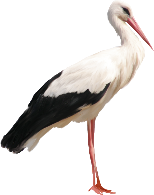 Stork Png Clipart (650x827), Png Download