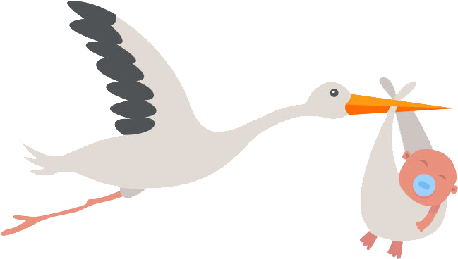 Stork Png Transparent Background - Duck Clipart (800x566), Png Download