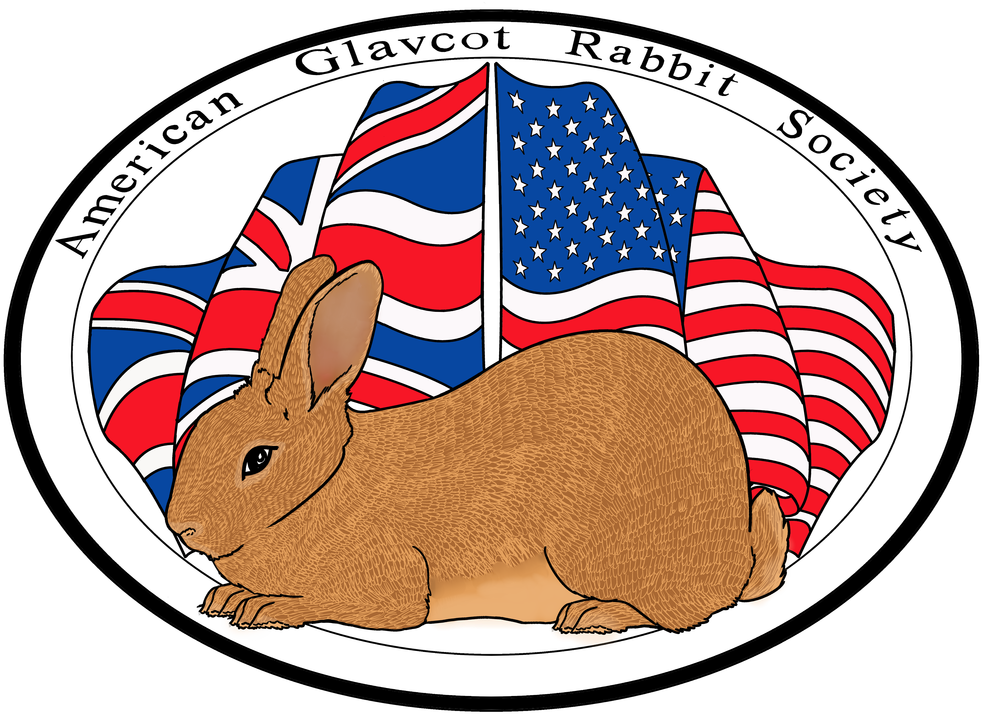Picture - Domestic Rabbit Clipart (1067x800), Png Download