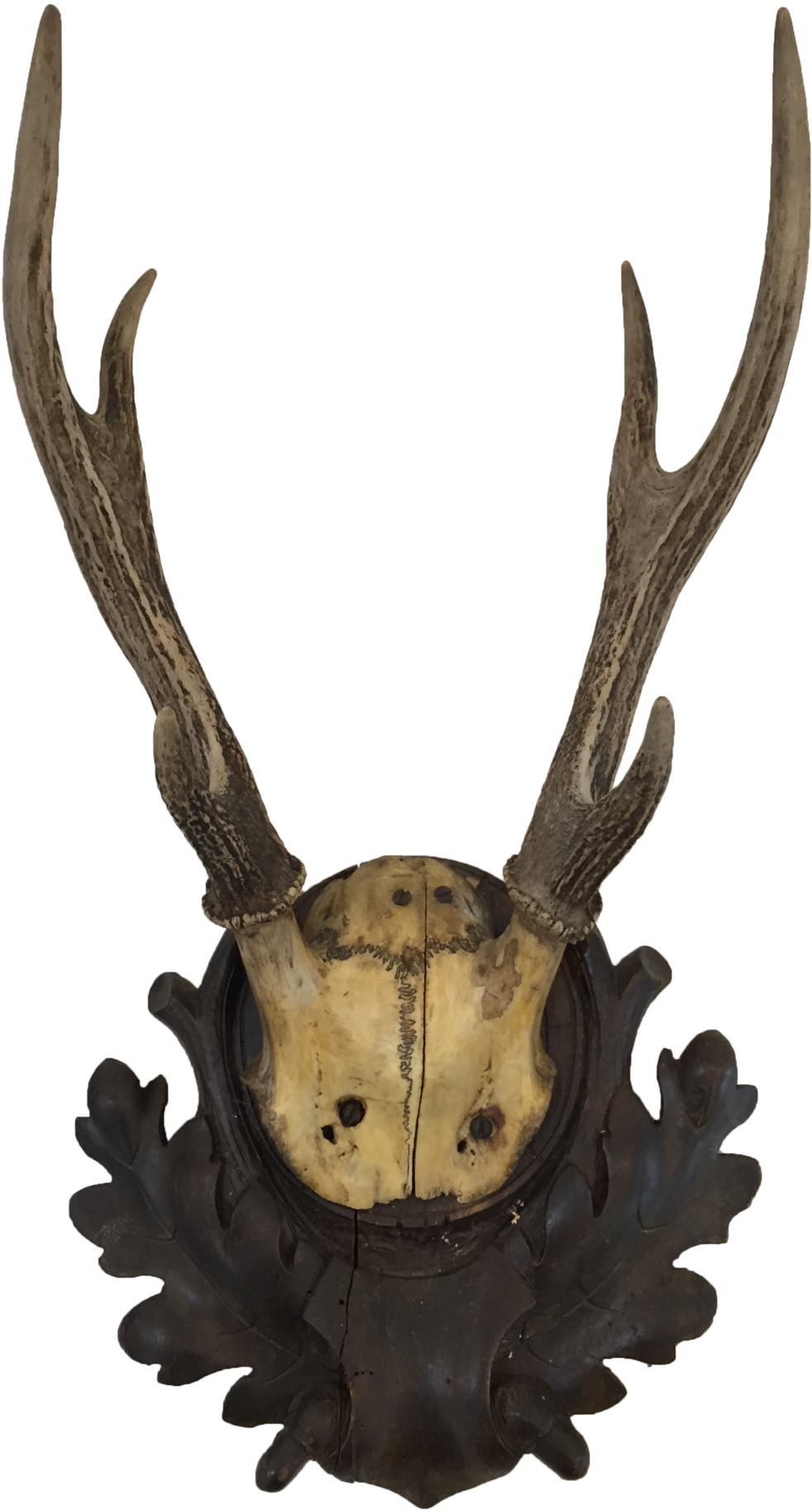 Black Forest Antler Mount Clipart (1000x1853), Png Download