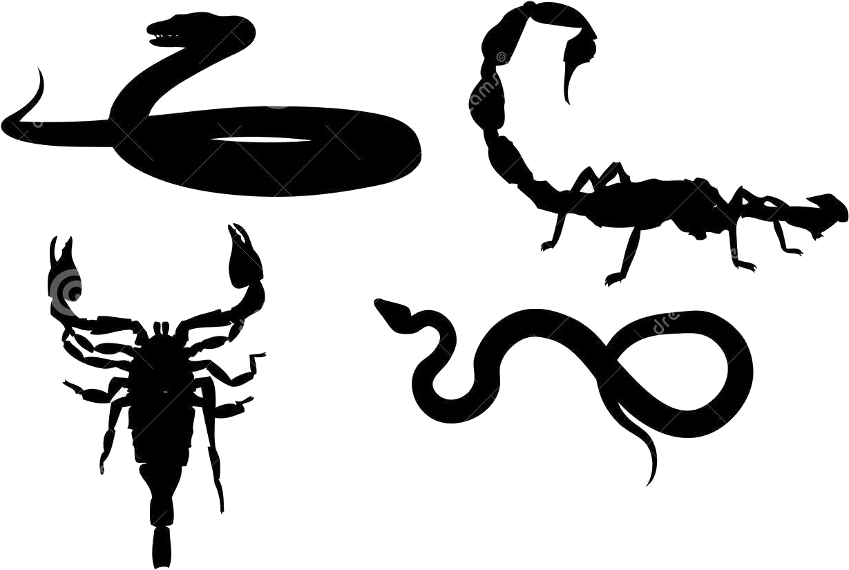 Bio Anti Nuisible Dératisation Désinsectisation - Snake And Scorpion Clipart - Png Download (1300x924), Png Download