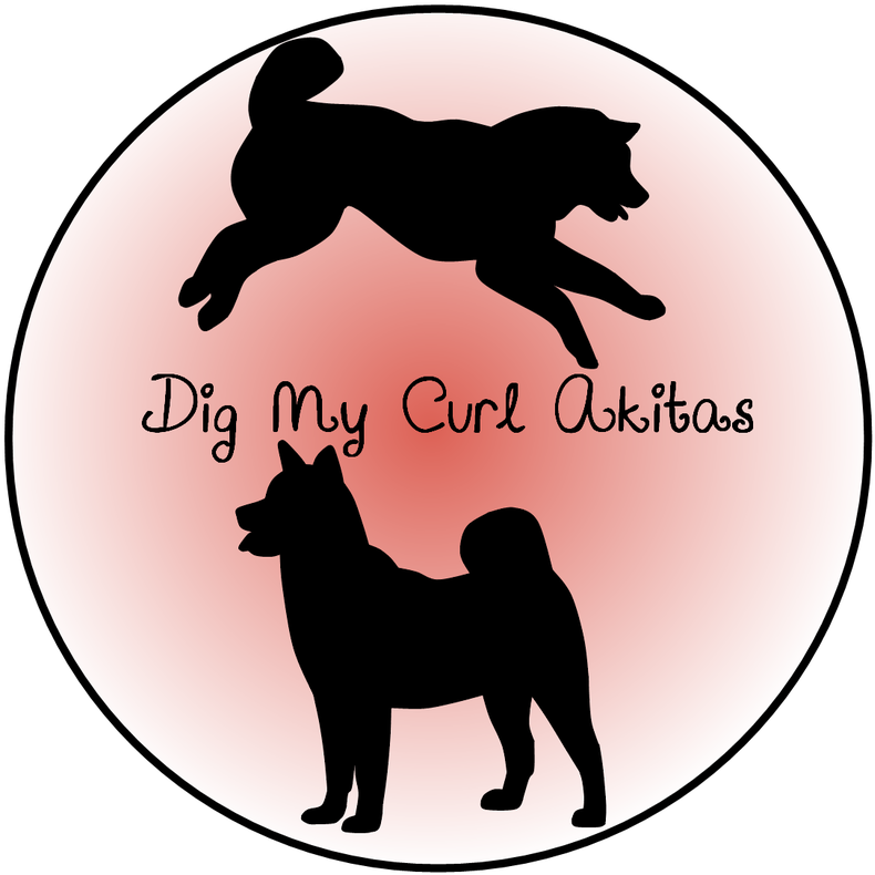 Black Norwegian Elkhound Clipart (800x800), Png Download