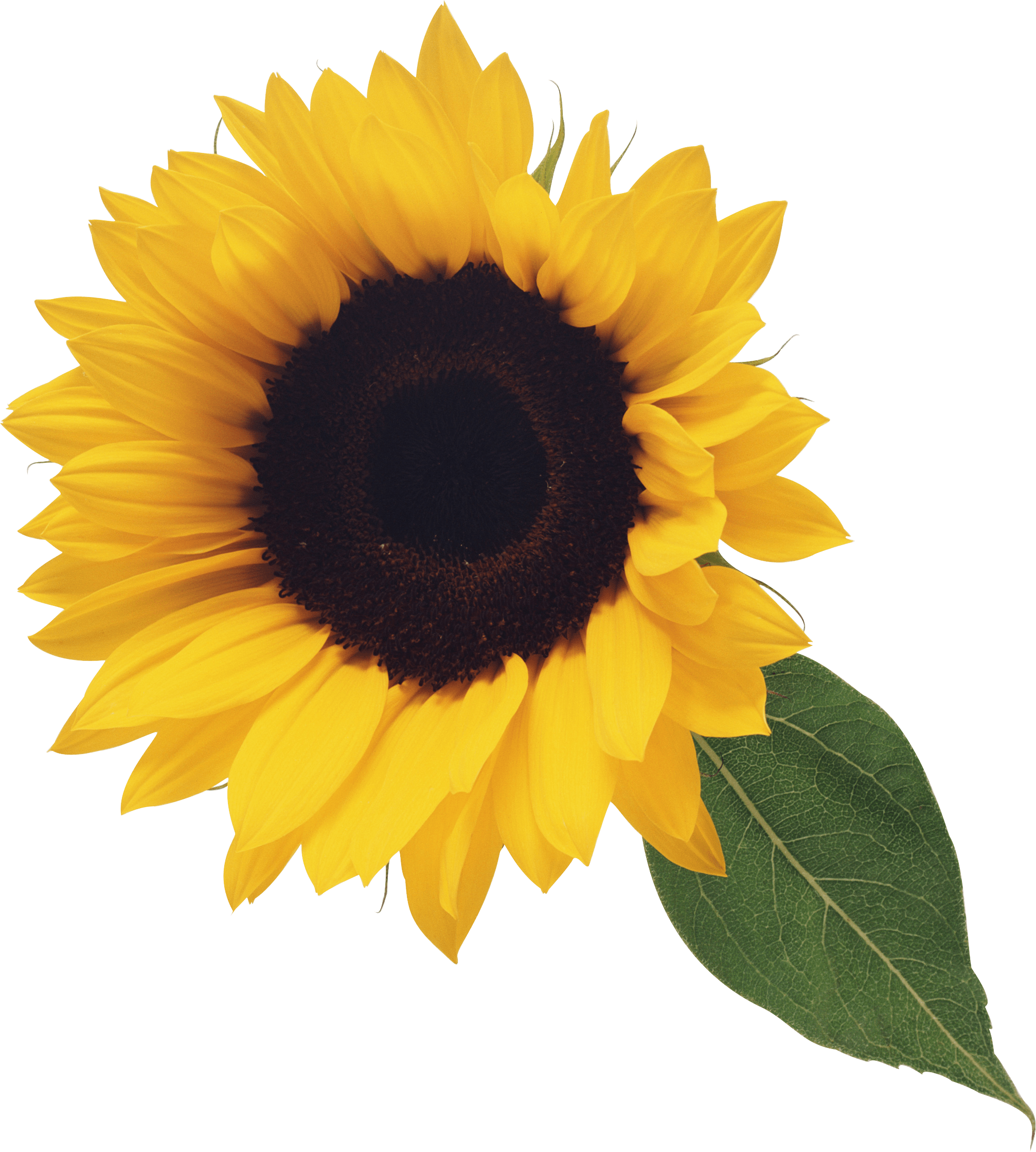 Sunflower Png Image Purepng Free Transpa Cc0 Png Image - Transparent Background Sunflower Clip Art (1007x1119), Png Download