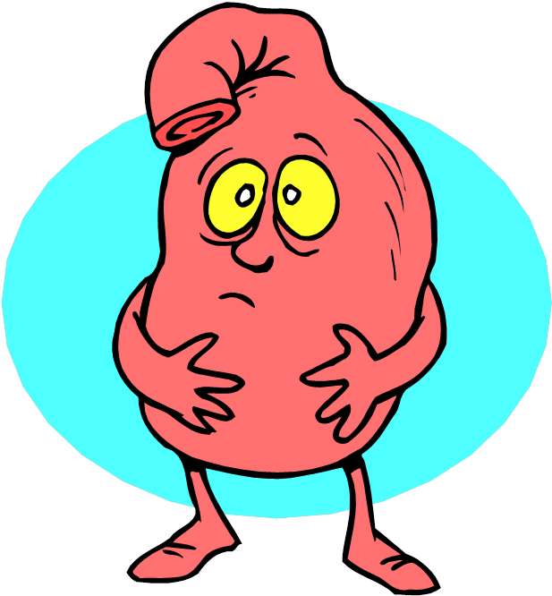 Stomach - “ - Stomach Cartoon Clipart (632x686), Png Download