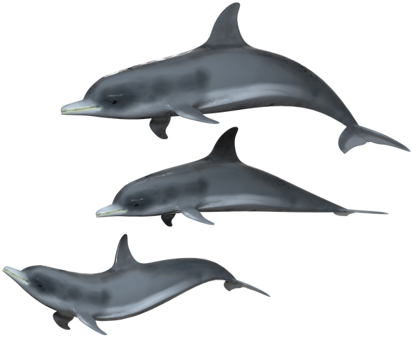 1024 X 638 1 - Transparent Background Dolphin Transparent Clipart (1024x638), Png Download