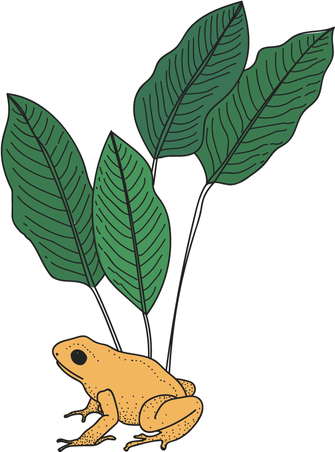Rana-color - Golden Poison Frog Clipart (1000x1110), Png Download