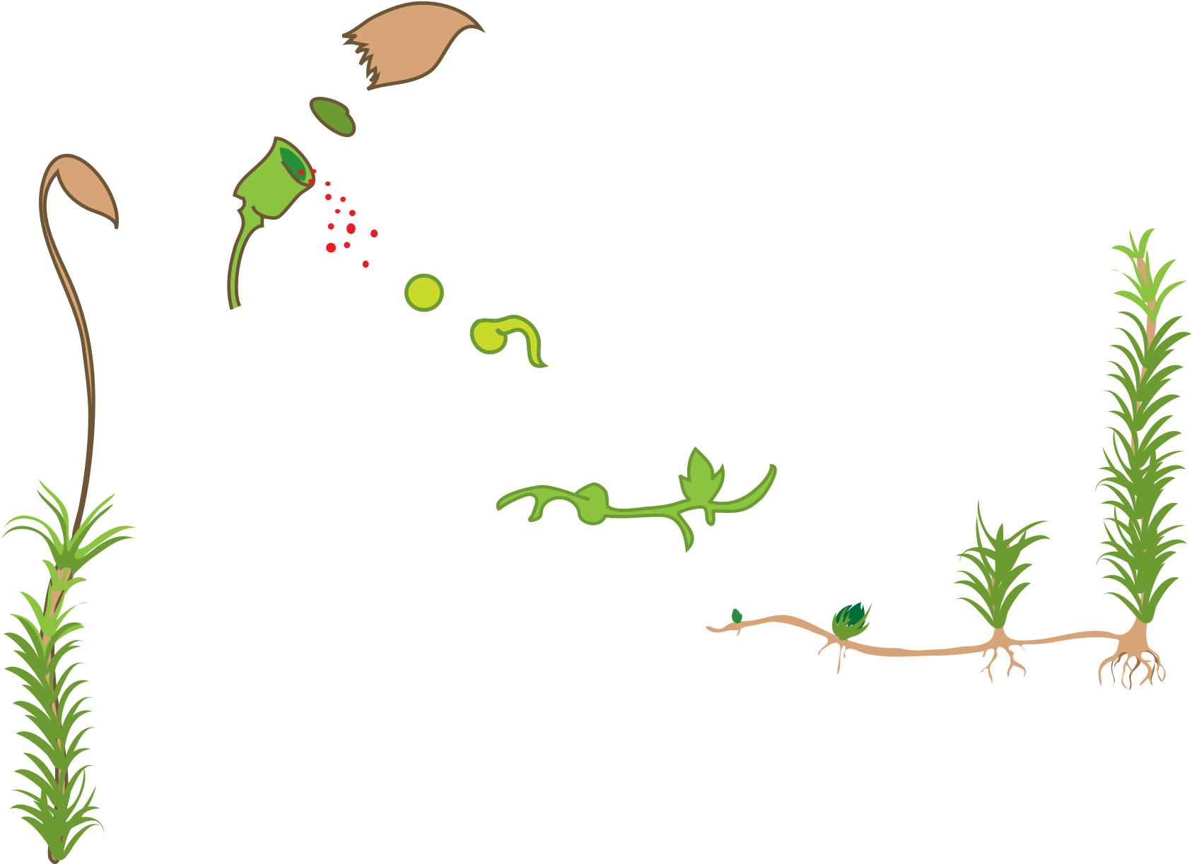Moss Life Cycle Diagram , Png Download - Lesné Mikroorganizmy A Nekvitnúce Byliny Clipart (1686x1223), Png Download