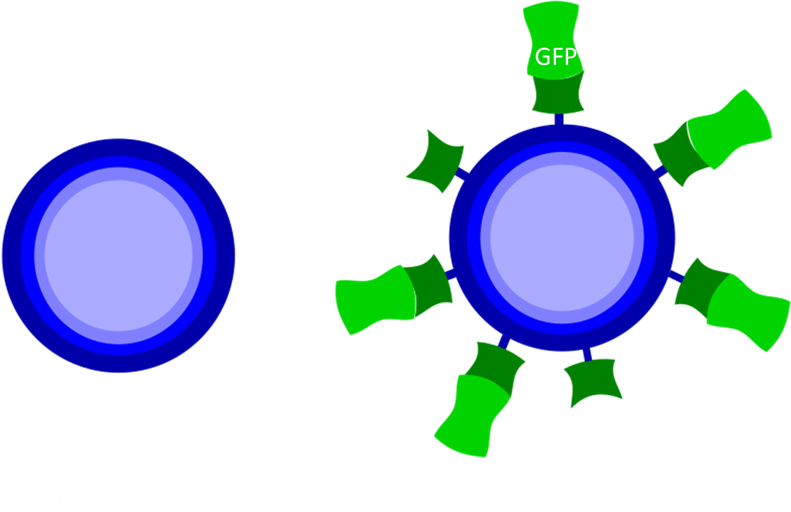 Results - Binding - Circle Clipart (1274x746), Png Download