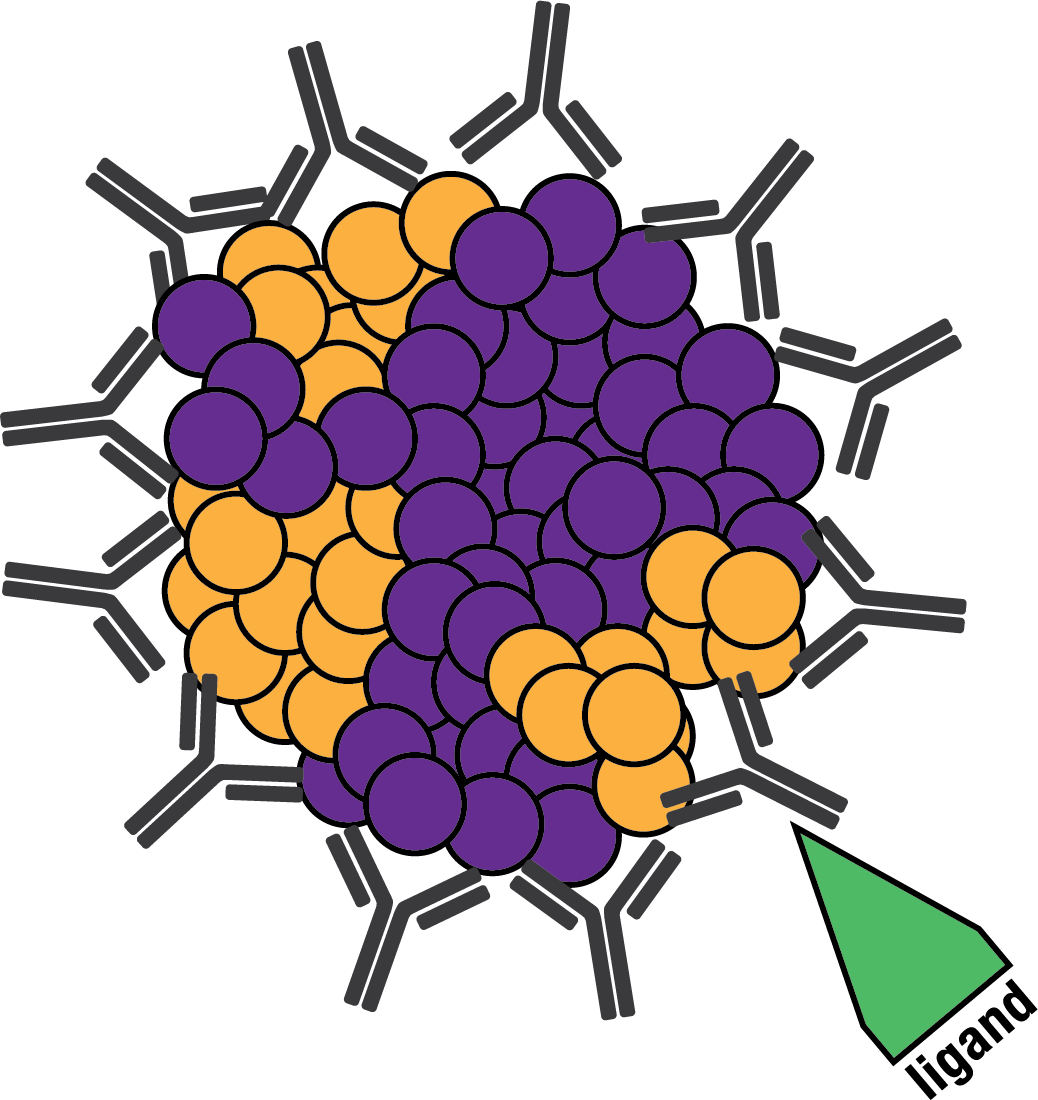 Diversimab Immune Reaction Clipart (1038x1100), Png Download