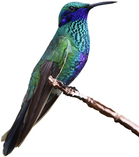 Hummingbird Png Free Images - Ruby-throated Hummingbird Clipart (579x720), Png Download