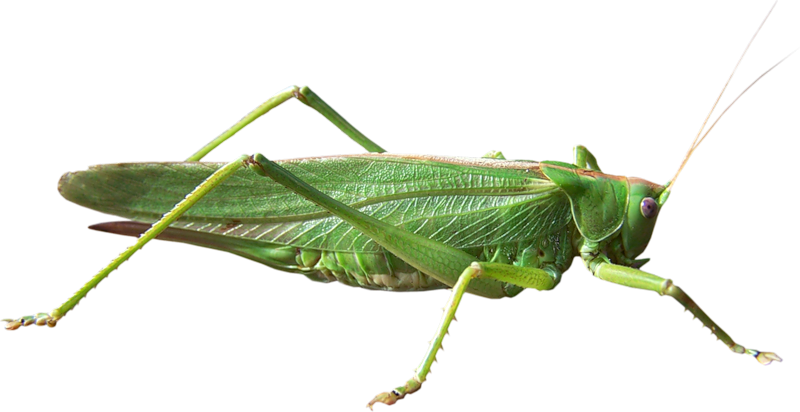 Grasshopper Png - Grasshopper Transparent Background Clipart (800x412), Png Download