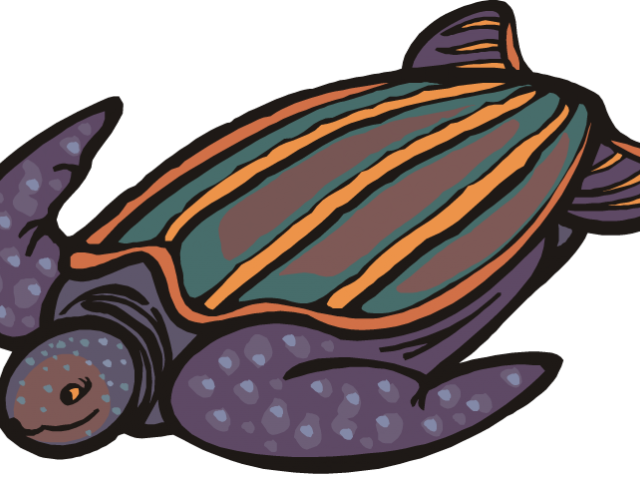 Sea Turtle Clipart Pond Turtle - Leatherback Turtle Drawing Cartoon - Png Download (640x480), Png Download
