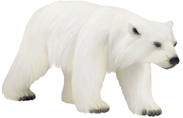Polar Bear Png Photos - Polar Bear Clipart (736x487), Png Download