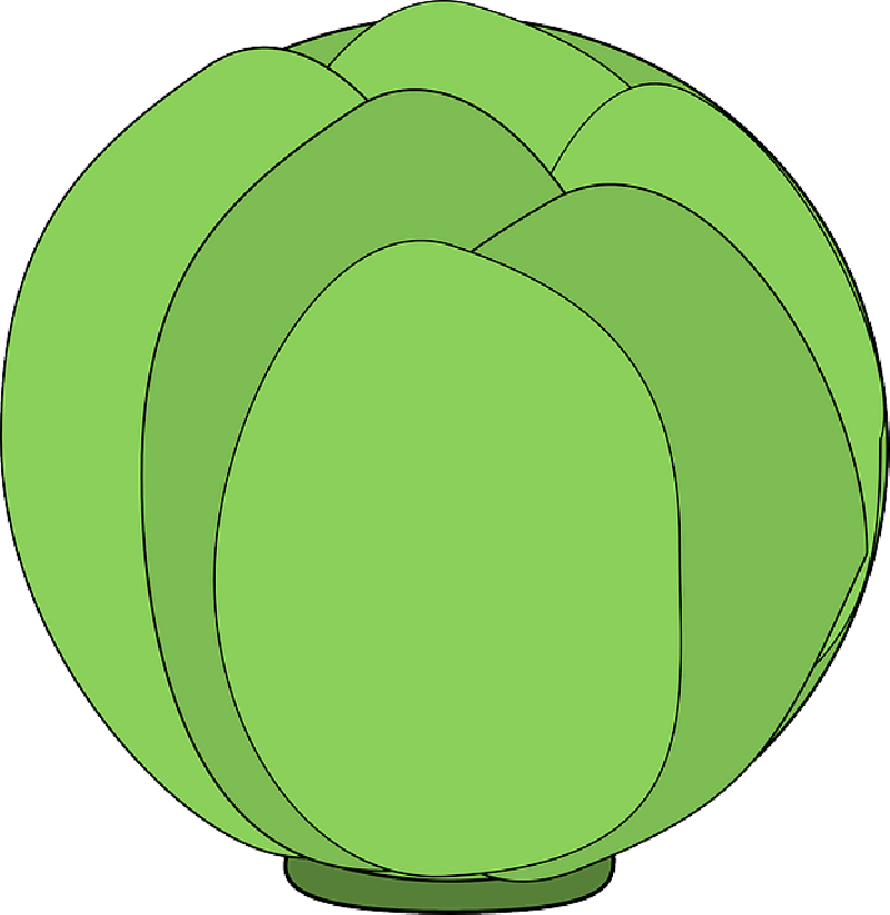 Cabbage Clip Art Free - Circle - Png Download (800x823), Png Download