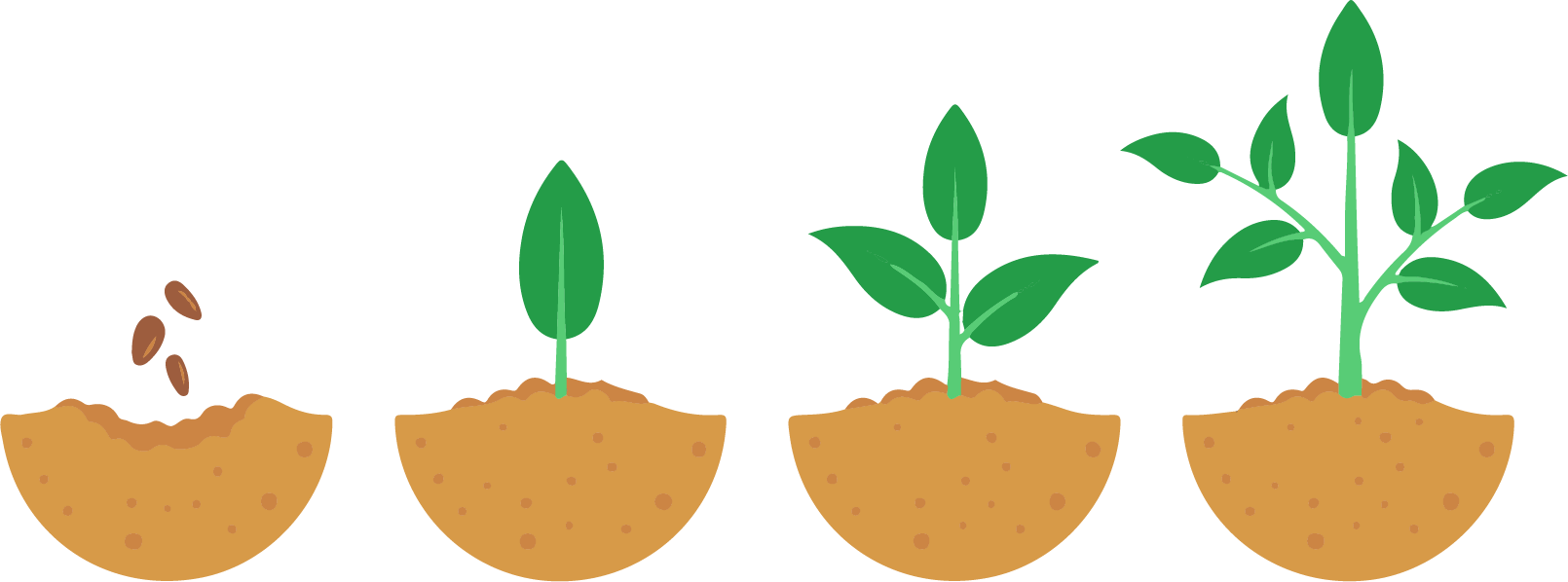 Growing Plant Png