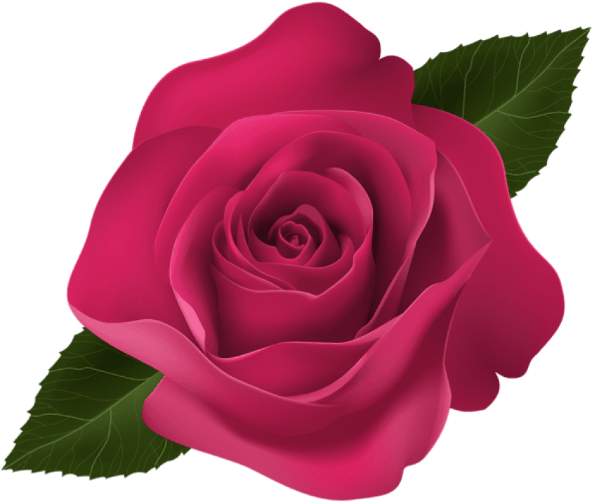 Free Png Download Rose Pink Png Images Background Png - Portable Network Graphics Clipart (850x717), Png Download