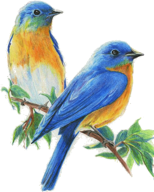 Sivo Premium Colored Pencils, 36 Count - Color Pencil Sketches Of Birds Clipart (516x646), Png Download