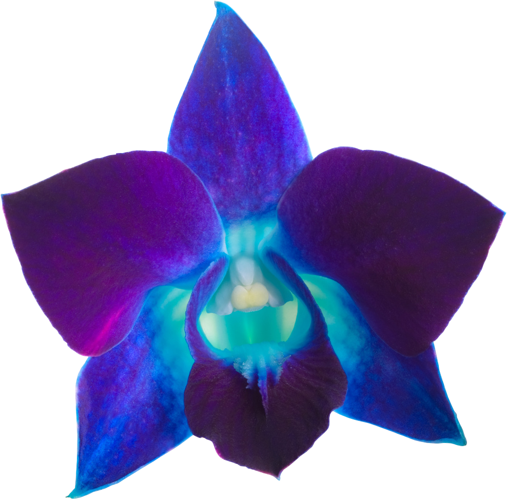 1557 X 1220 1 - Blue Clipart (1557x1220), Png Download