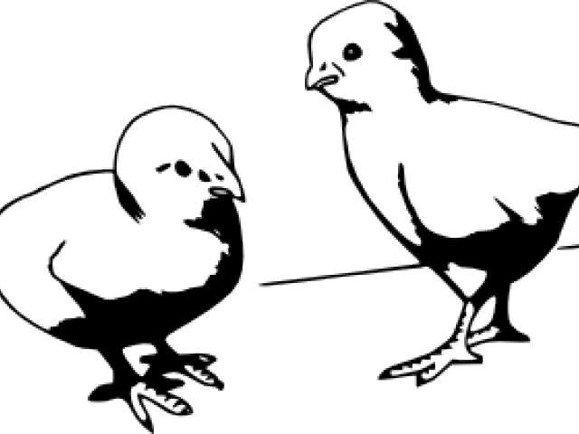 Chick Clipart Draw Baby - Portable Network Graphics - Png Download (640x480), Png Download