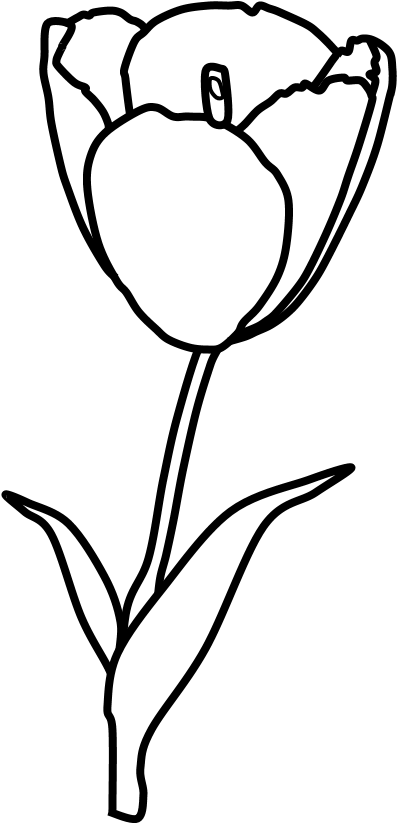 Tulip, Petals, Stamen, Black And White, Png - Sketch Clipart (816x1056), Png Download