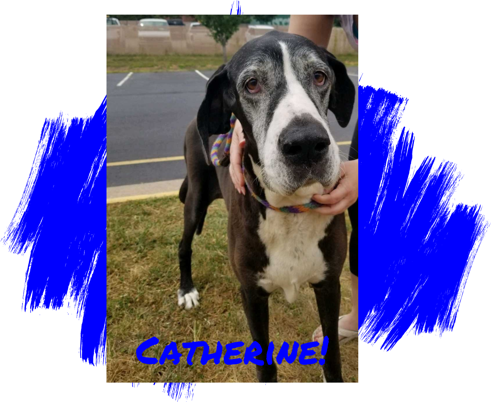 Photo Credit - M - Dog Catches Something Clipart (1600x1600), Png Download