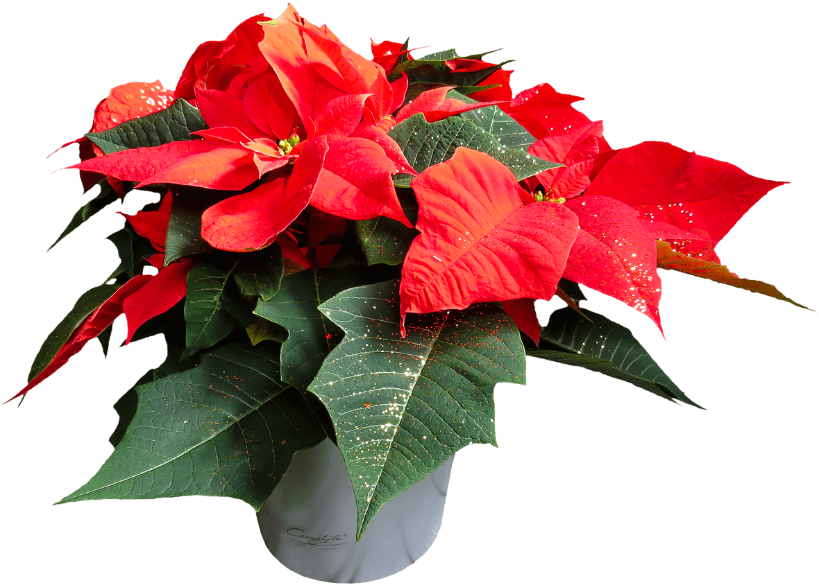 Download - Poinsettia Png Clipart (1280x1011), Png Download