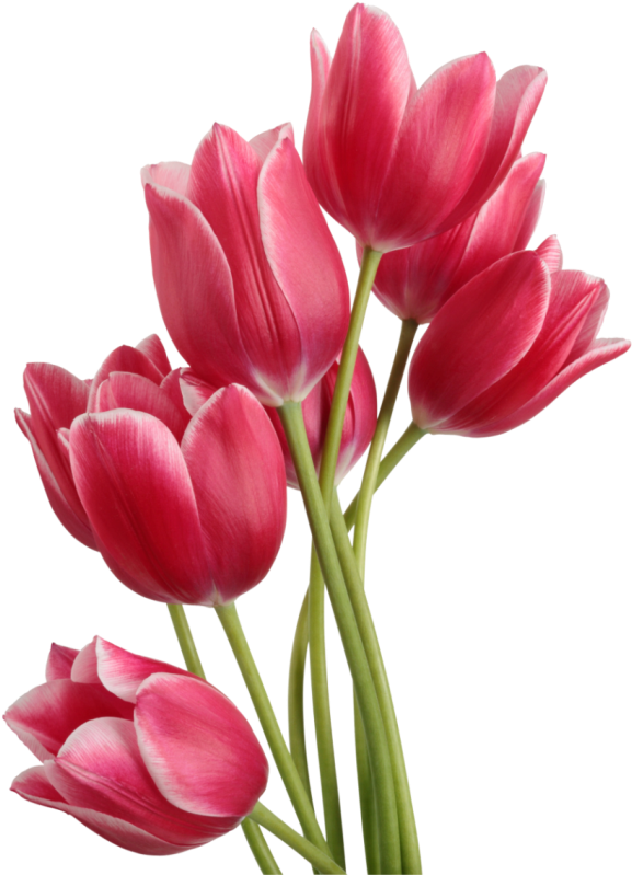 Tulip - Tulip Png Clipart (635x800), Png Download