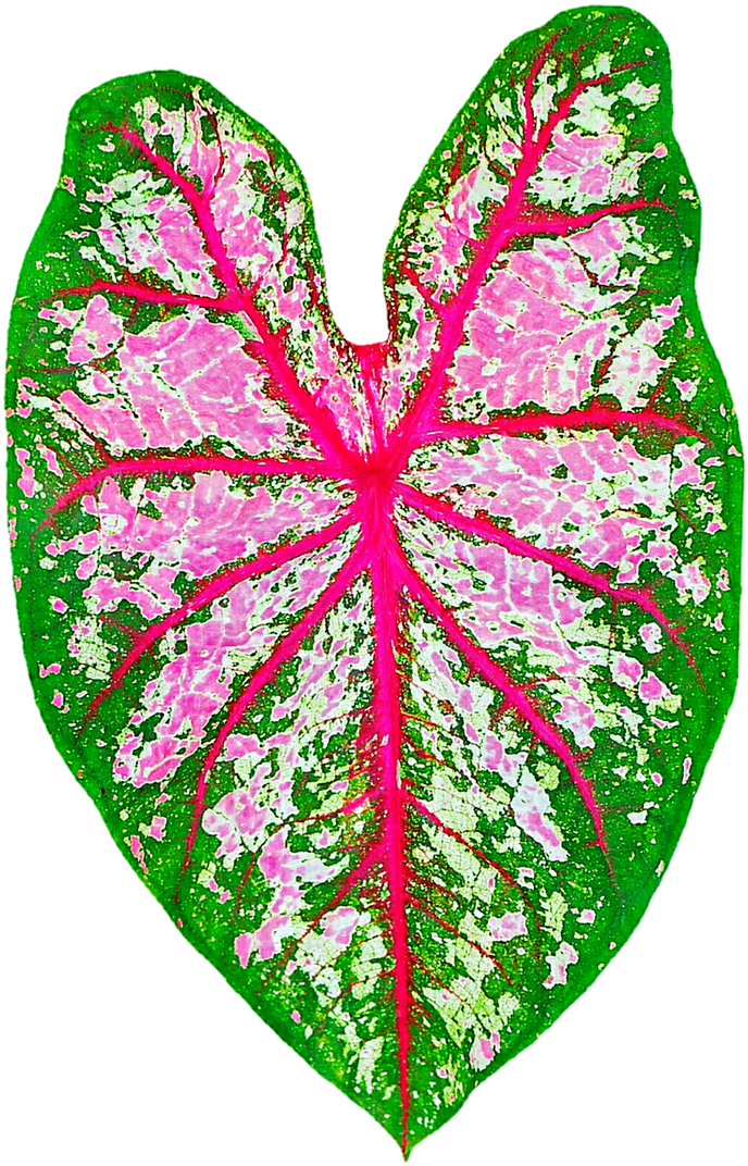 730 X 1095 1 - Pink And Green Elephant Ear Plant Clipart (730x1095), Png Download