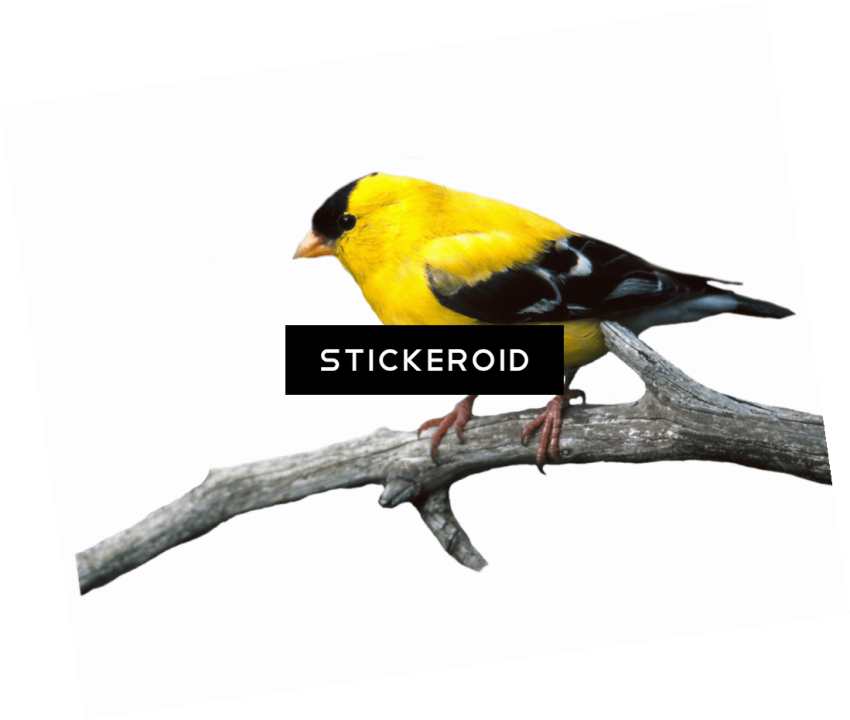 Free Png Download European Robin Birds Png Images Background - Papeis De Parede Para Celular Clipart (850x720), Png Download