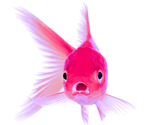 Fighter Fish Price In India Clipart (720x432), Png Download