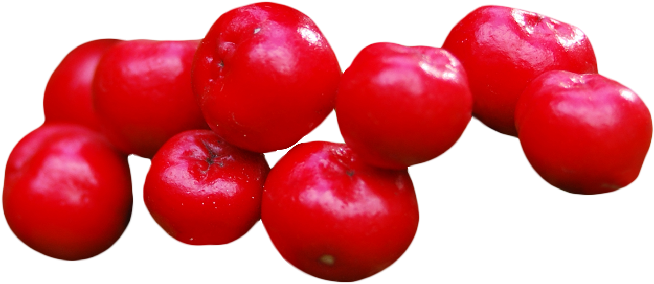 Cranberry - Seedless Fruit Clipart (1320x557), Png Download