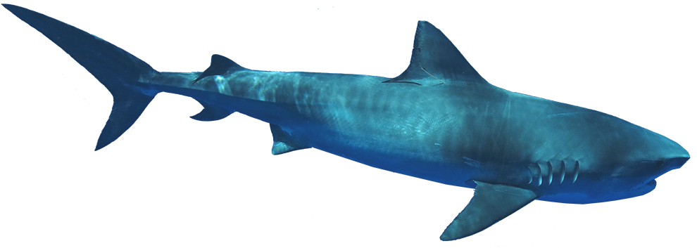 C - Bronze Hammerhead Shark Clipart (1000x358), Png Download