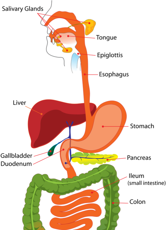 Next I Entered Another Long Tube - Human Digestive System Image In Hindi Clipart (1024x748), Png Download
