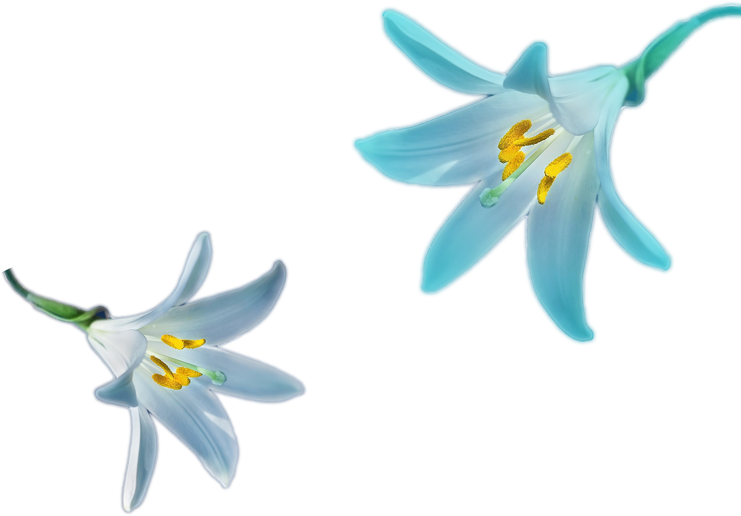 3000 X 2000 0 - Cluster-lilies Clipart (3000x2000), Png Download