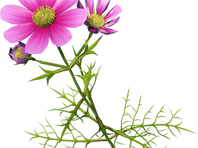 Cosmos Clipart Flower Garden - Chrysanthemum - Png Download (640x480), Png Download