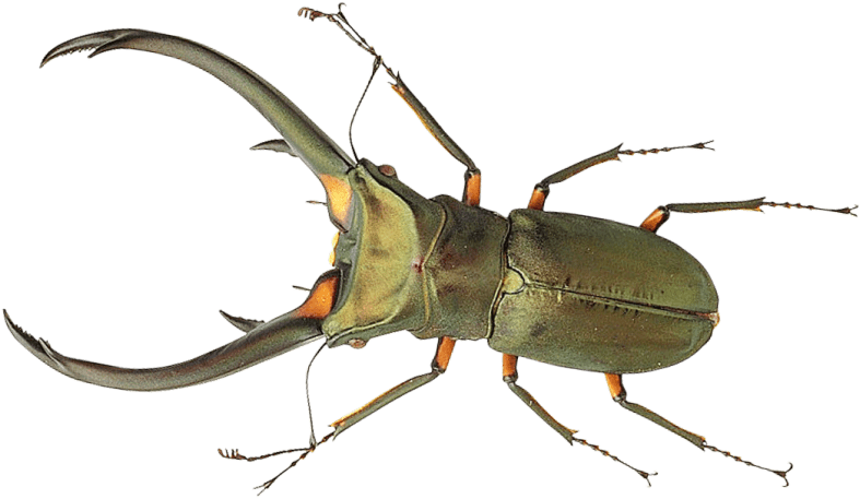 Download Bug Png Images Background - Bug Png Clipart (850x535), Png Download