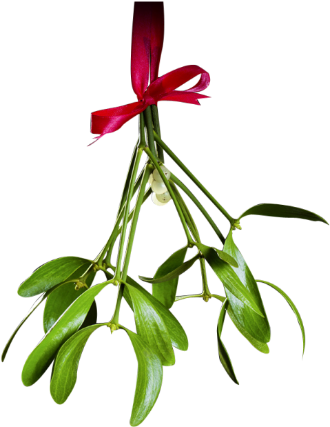Mistletoe Png - Mistletoe Clipart (500x627), Png Download