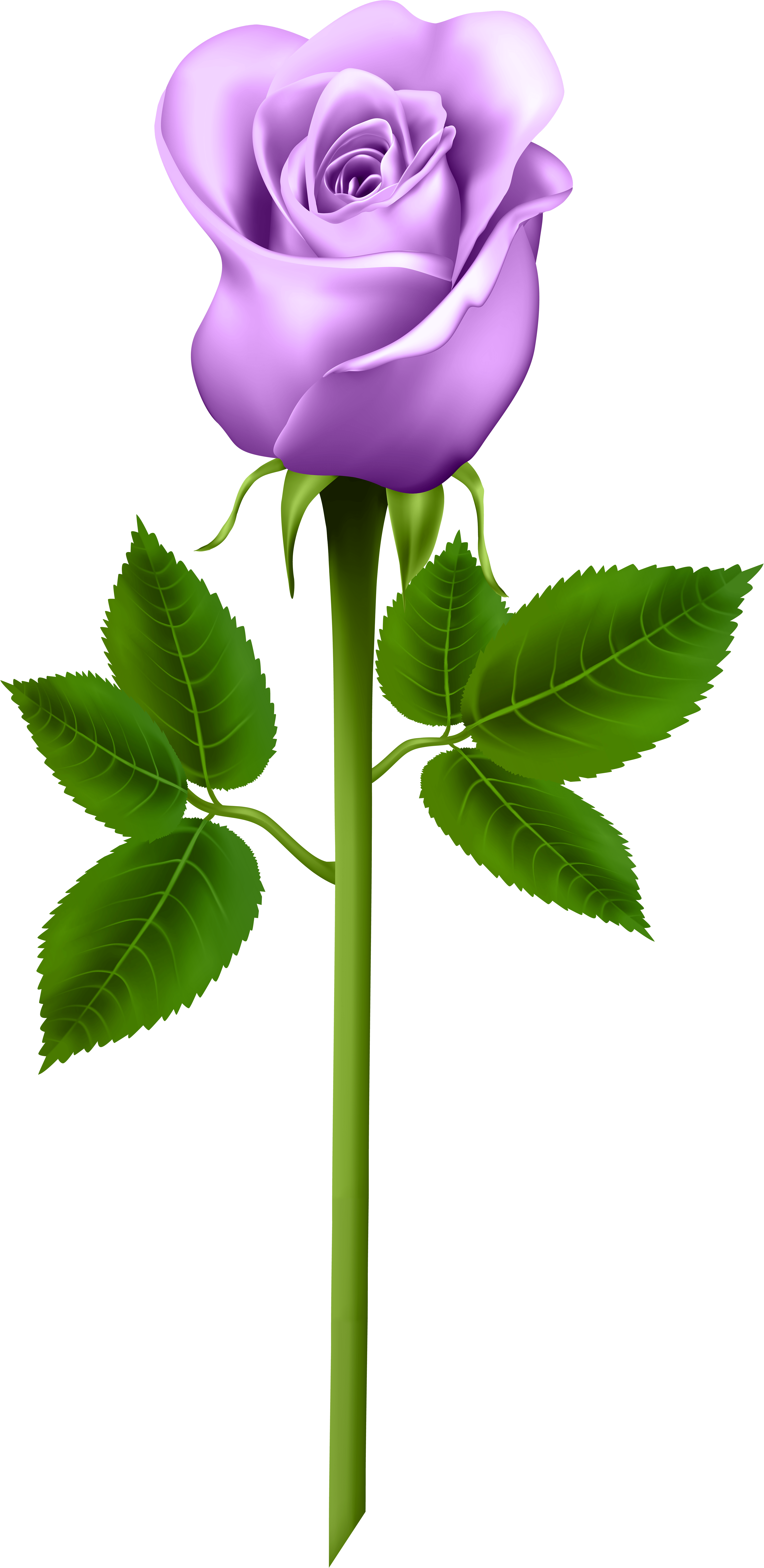 Transparent Purple Rose Clip Art - Purple Rose Png (4129x8000), Png Download