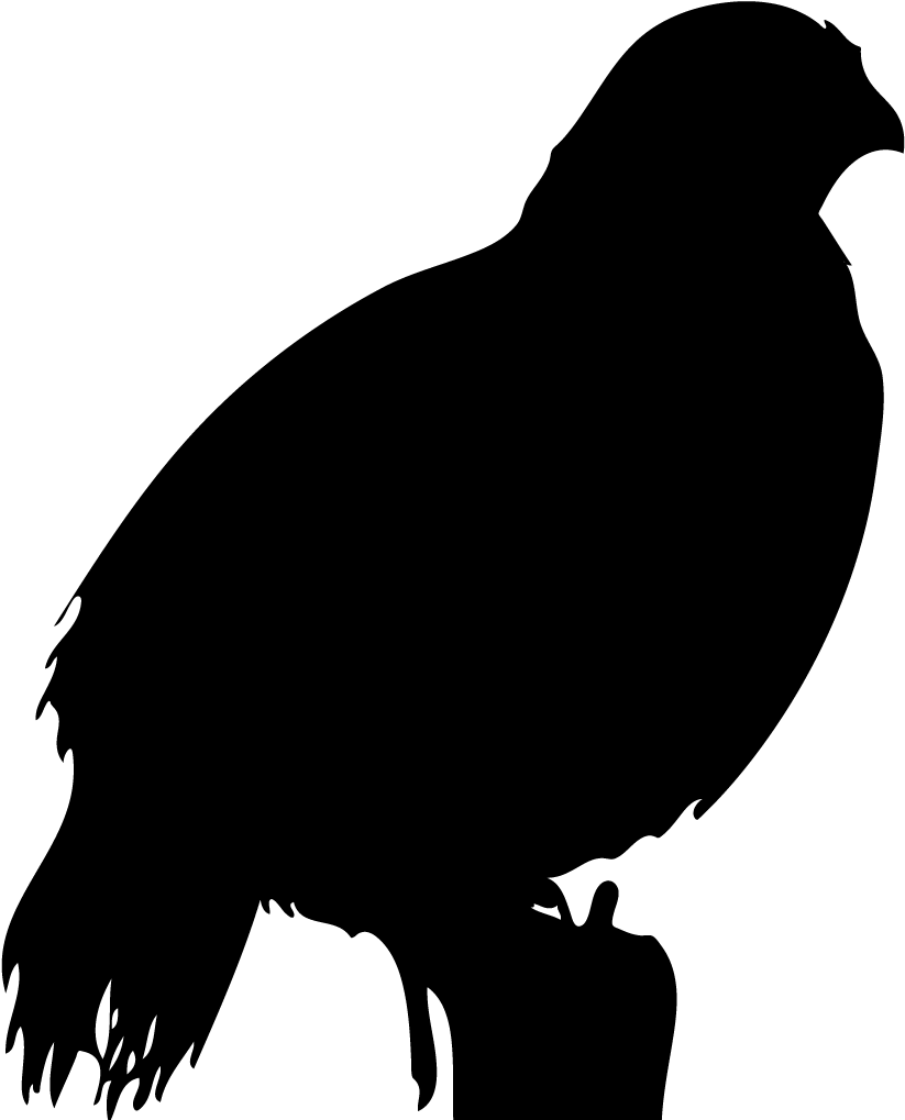 California Quail Overview, All About Birds, Cornell - Cornell Lab Of Ornithology Clipart (1024x1024), Png Download