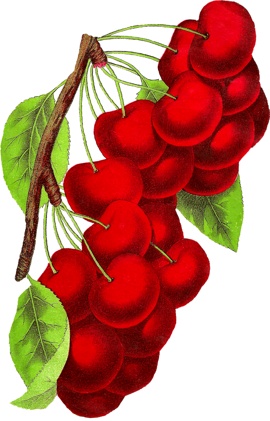 Botanical Art Cherry Fruit Illustration Vintage Digital - Botanical Illustration Clipart (1074x1600), Png Download