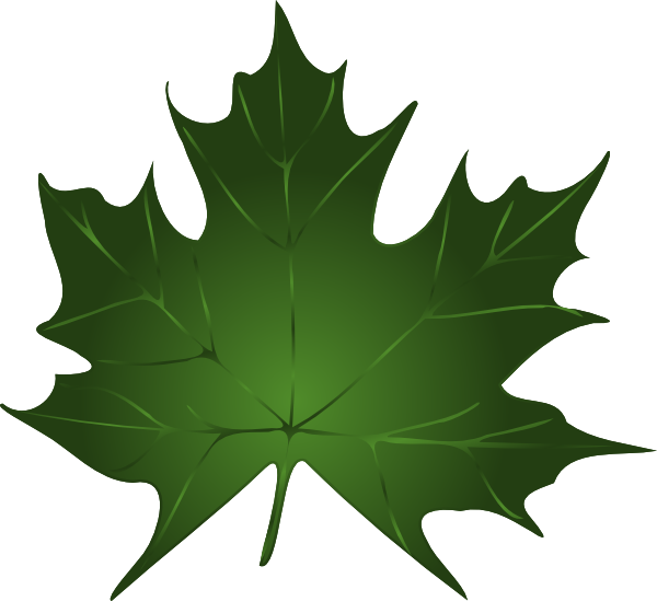 Green Maple Leaf Clipart Kid - Vector Graphics - Png Download (600x549), Png Download