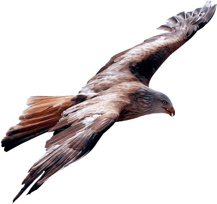 This Png File Is About Vulture , Eagle , Bird - True Leader Is One Who Is Humble Enough Clipart (800x755), Png Download
