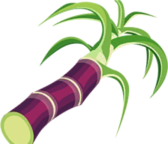 Tree Clipart Sugarcane - Png Download (640x480), Png Download