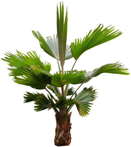 Palm Frond Png - Palm Trees Clipart (540x720), Png Download