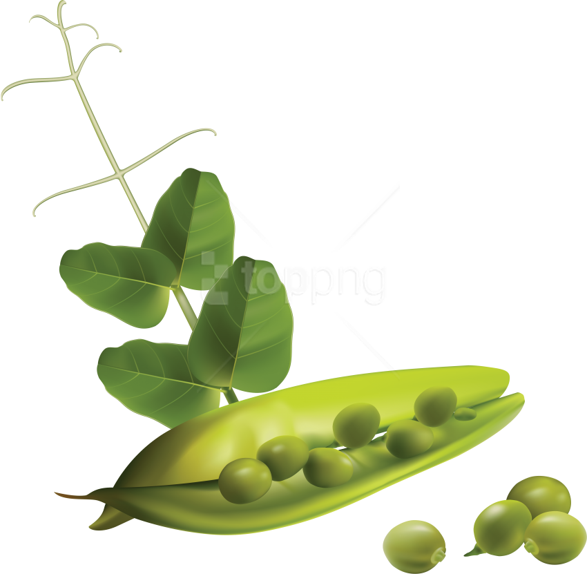 Download Pea Clipart Png Photo - Free Vector Vegetables Transparent Png (850x831), Png Download