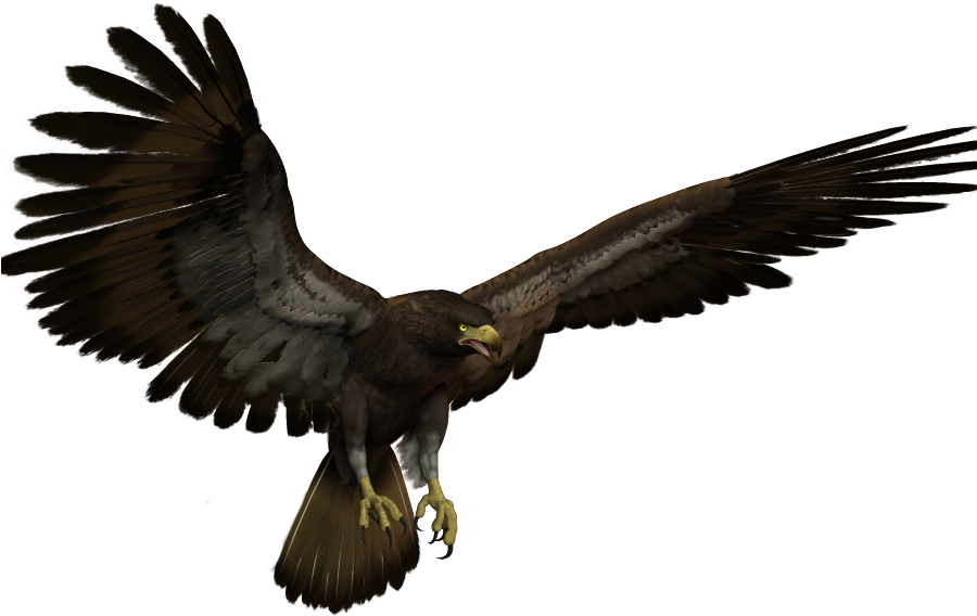 Black Eagle Flying Clipart (900x800), Png Download