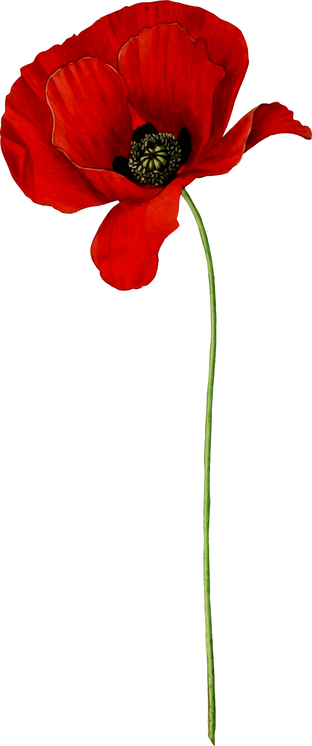 Poppy Flower - Poppy Clipart (995x2376), Png Download