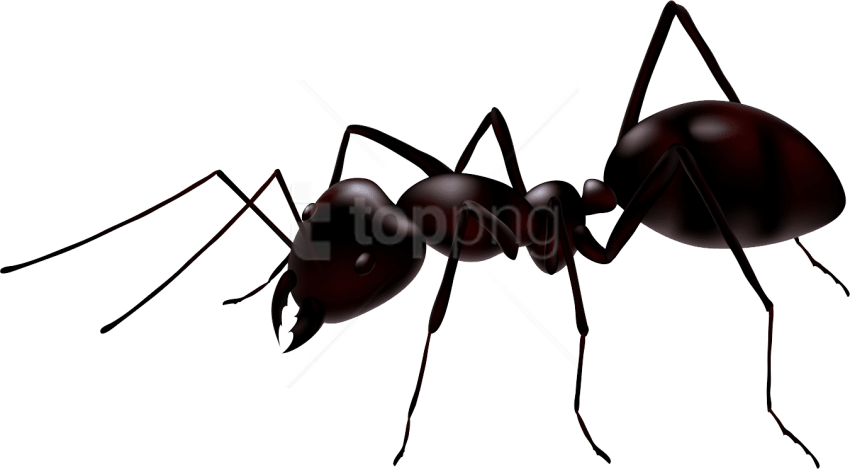 Free Png Download Ant Clipart Png Photo Png Images - Ant Png Transparent Png (850x469), Png Download